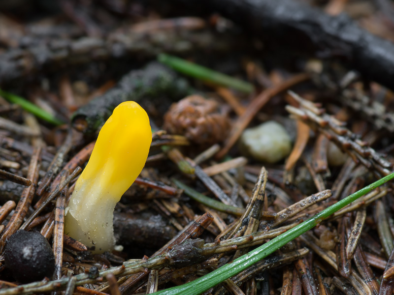 Neolecta vitellina